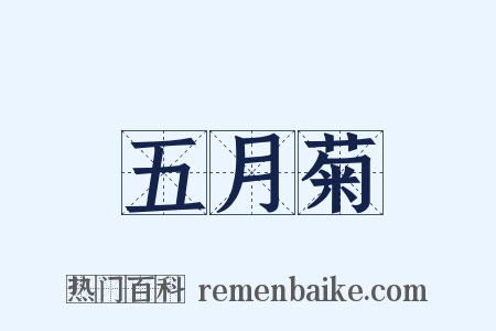 五月菊是什么意思的图片